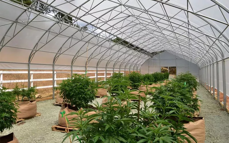 ການແພດຮູບເງົາ Vothouse Canhouse: ການປ່ຽນແປງເກມໃນອຸດສາຫະກໍາ