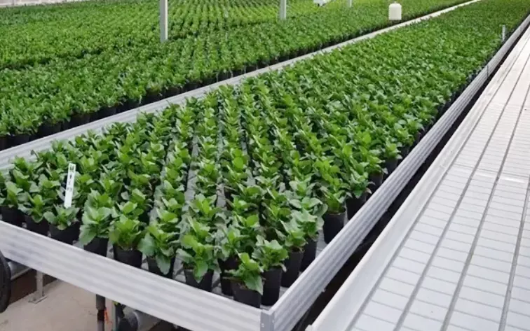 ເຮືອນແກ້ວສວນກ້າ Abs Plastic Hydroponic Trays