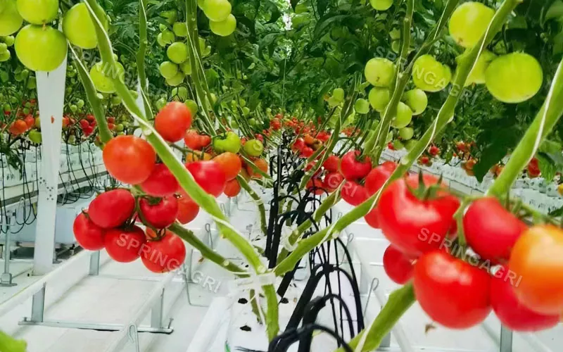 Multispan Plastic Tomato ເຮືອນແກ້ວ
