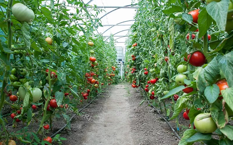 Multispan Plastic Tomato ເຮືອນແກ້ວ