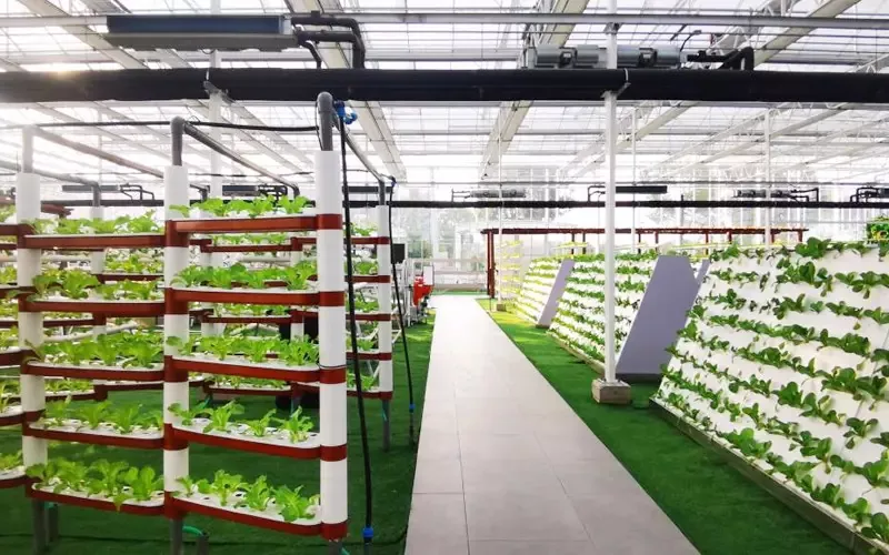Widespan Hydroponic Leaf Vegetable ເຮືອນແກ້ວແກ້ວ